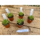 Succulent Haworthia Herbacea 2" Pot Live Plant Indoor Outdoor Garden