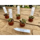 Rainbow Sand Rose Or Anacampseros Rufescens Variegata 1" Pot Live Plant Indoor Outdoor Garden