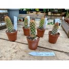 Cactus Mammillaria Elongata Lady Finger Copper King 2" Pot Live Plant Indoor Outdoor Garden Cactus Mammillaria Elongata Lady Finger Copper King 2" Pot Live Plant Indoor Outdoor Garden