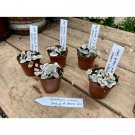 String Of Hearts Variegated Ceropegia Woodii Succulent 2" Pot Live Plant Indoor Outdoor Garden