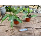 Hoya Pubicalyx Silver Splash 3 Inch Pot Live Plant Indoor Outdoor Garden