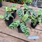Calathea Burle Marxii 2.5 Inch Tall Pot Live Plant Indoor Outdoor Garden