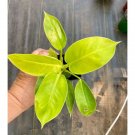 Philodendron Moonlight 2.5 Inch Tall Pot Starter Plant Indoor Outdoor Garden