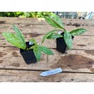 Hoya Pubicalyx Silver Splash 2 Inch Pot Rooted Starter Plant Indoor Outdoor Garden Hoya Pubicalyx Silver Splash 2 Inch Pot Rooted Starter Plant Indoor Outdoor Garden
