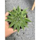 Aloe Aristata Or Lace Aloe 3 Inch Pot Hybrid Aloe Live Starter Plant Indoor Outdoor Garden Aloe Aristata Or Lace Aloe 3 Inch Pot Hybrid Aloe Live Starter Plant Indoor Outdoor Garden