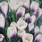 Prince Claus Snow Crocus 20 Bulbs 5/+ Cm Bulbs Indoor Outdoor Garden