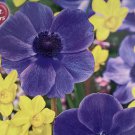 Fairy Stars Blend Anemone/Daffodil 25 Bulbs Perfect Partners New Indoor Outdoor Garden