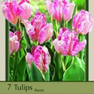 Silver Parrot Design Tulip 7 Bulbs Blush Pink And Creamy Yellow 12/+ Cm Bulbs Indoor Outdoor Garden