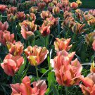 Artist Viridiflora Tulip 8 Bulbs 12/+ Cm Bulbs Indoor Outdoor Garden