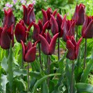 Lasting Love Lily Flowering Tulip 8 Bulbs Deep Red 12/+ Cm Bulbs Indoor Outdoor Garden