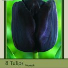 Paul Scherer Single Late Tulip 8 Bulbs 12/+ Cm Bulbs Darkest Black Tulip Indoor Outdoor Garden