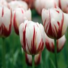 Happy Generation Triumph Tulip 8 Bulbs Huge Flowers 12/+ Cm Bulbs Indoor Outdoor Garden