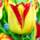 Cape Town Triumph Tulip 8 Bulbs 12/+ Cm Bulbs Twotone Yellow/Red Indoor Outdoor Garden