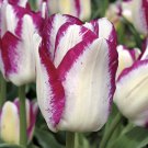 Affaire Triumph Tulip 8 Bulbs 11/+ Cm Bulbs Indoor Outdoor Garden