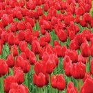 Kingsblood Single Late Tulip 8 Bulbs 12/+ Cm Bulbs Indoor Outdoor Garden