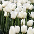City Of Vancouver Single Late Tulip 8 Bulbs 12/+ Cm Bulbs White Blooms Indoor Outdoor Garden
