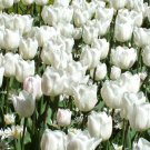 White Prince Single Early Tulip 8 Bulbs 12/+ Cm Bulbs Indoor Outdoor Garden