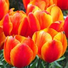 Flair Single Early Tulip 8 Bulbs 12/+ Cm Bulbs Indoor Outdoor Garden