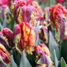 Rasta Parrot Tulip 6 Bulbs Exotic 12/+ Cm Bulbs New Indoor Outdoor Garden