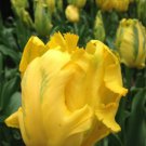 Texas Gold Parrot Tulip 6 Bulbs 12/+ Cm Bulbs Indoor Outdoor Garden
