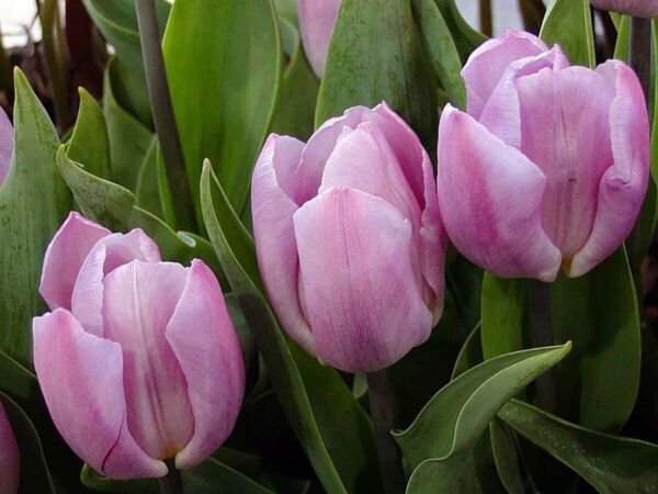 Candy Prince Single Early Tulip 8 Bulbs 12/+ Cm Bulbs Indoor Outdoor Garden