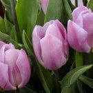 Candy Prince Single Early Tulip 8 Bulbs 12/+ Cm Bulbs Indoor Outdoor Garden