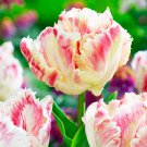 Blushing Parrot Tulip 6 Bulbs Exotic 12/+Cm Bulbs New Indoor Outdoor Garden