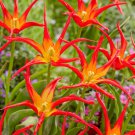 Go Go Red Lilyflowered Tulip 6 Bulbs 11/+Cm Bulbs New Indoor Outdoor Garden