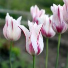 Marilyn Lilyflowered Tulip 8 Bulbs 12/+Cm Bulbs New Indoor Outdoor Garden