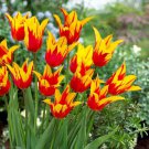 Fire Wings Lilyflowered Tulip 6 Bulbs 12/+Cm Bulbs Indoor Outdoor Garden