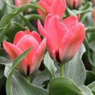 Oratorio Greigii Tulip 8 Bulbs Salmonpink Blooms 12/+Cm Bulbs Indoor Outdoor Garden