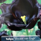 Vincent Van Gogh Fringed Tulip 8 Bulbs Deep Purpleblack Color 12+ Cm Bulbs Indoor Outdoor Garden