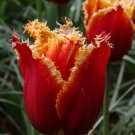 Fabio Fringed Tulip 8 Bulbs Fiery Red And Yellow Blooms 12/+ Cm Bulbs Indoor Outdoor Garden