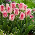 Drakensteyn Fringed Tulip 8 Bulbs White/Baby Pink New 12/+ Cm Bulbs Indoor Outdoor Garden