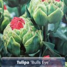 Bulls Eye Double Late Tulip 6 Bulbs Green With Red Center 11/12 Cm Bulbs Indoor Outdoor Garden