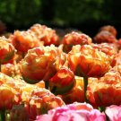 Copper Image Double Late Tulip 6 Bulbs 12/+ Cm Bulbs Indoor Outdoor Garden