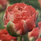Bombastic Red Double Late Tulip 6 Bulbs 12/+ Cm Bulbs New Indoor Outdoor Garden