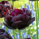 Black Hero Double Peony Tulip 6 Bulbs 12/+Cm Bulbs Indoor Outdoor Garden