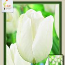 White Clouds Hakuun Darwin Tulip 8 Bulbs Strong Grower 12/+ Cm Bulbs Indoor Outdoor Garden