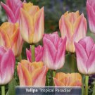 Tropical Paradise Tulip 16 Bulbs New 11/12 Cm Bulbs Indoor Outdoor Garden