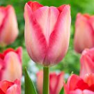 Pink Sound Darwin Tulip 8 Bulbs 12/+Cm Bulbs New Indoor Outdoor Garden