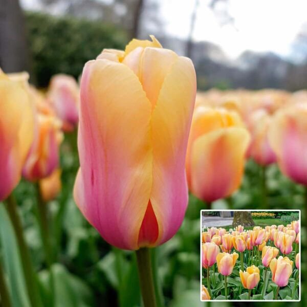 Blushing Impression Darwin Tulip 8 Bulbs 12/+ Cm New Indoor Outdoor Garden