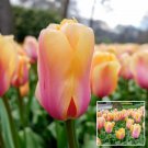 Blushing Impression Darwin Tulip 8 Bulbs 12/+ Cm New Indoor Outdoor Garden