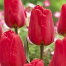 Apeldoorn Darwin Tulip 8 Bulbs 12/+ Cm Bold Red Blooms Indoor Outdoor Garden