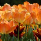 Daydream Darwin Tulip 8 Bulbs 12/+ Cm Bulbs Fragrant Indoor Outdoor Garden