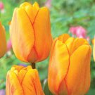 Blushing Apeldoorn Darwin Tulip 8 Bulbs 12/+ Cm Fragrant Orange And Red Indoor Outdoor Garden