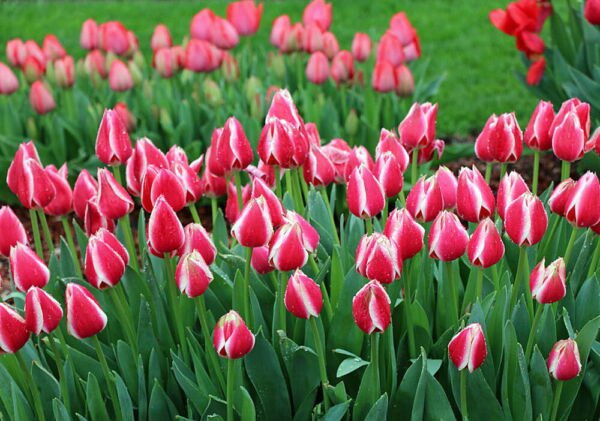 Candy Apple Delight Darwin Hybrid Tulip 8 Bulbs 12/+ Cm Bulbs Indoor Outdoor Garden