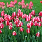Candy Apple Delight Darwin Hybrid Tulip 8 Bulbs 12/+ Cm Bulbs Indoor Outdoor Garden
