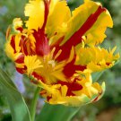 Texas Flame Parrot Tulip 10 Bulbs 12/+ Cm Bulbs New Indoor Outdoor Garden