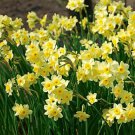 Minnow Tazetta Daffodil/Narcissus 10 Bulbs 12/+ Cm Bulbs Indoor Outdoor Garden